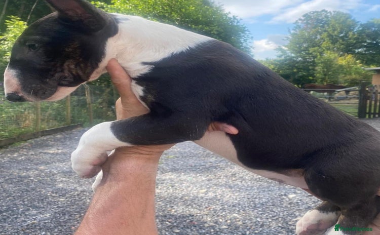 English Bull Terrier dogs - Advert 1