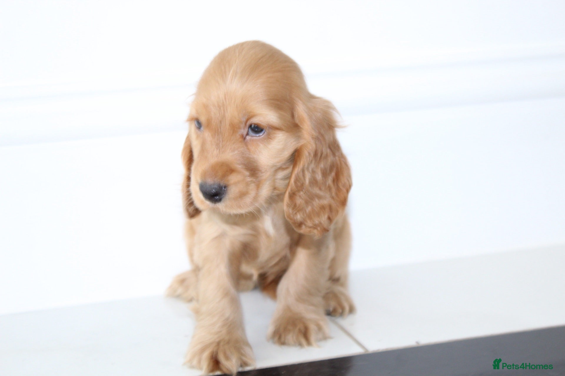 Cocker Spaniel dogs Beautiful KC Registered Show-Type Puppies - Advert 15