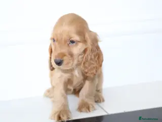Cocker Spaniel dogs Beautiful KC Registered Show-Type Puppies - Advert 15