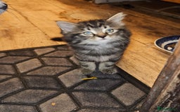 British Longhair cats for sale: Lovely kittens from super-sociable home! - Image 9