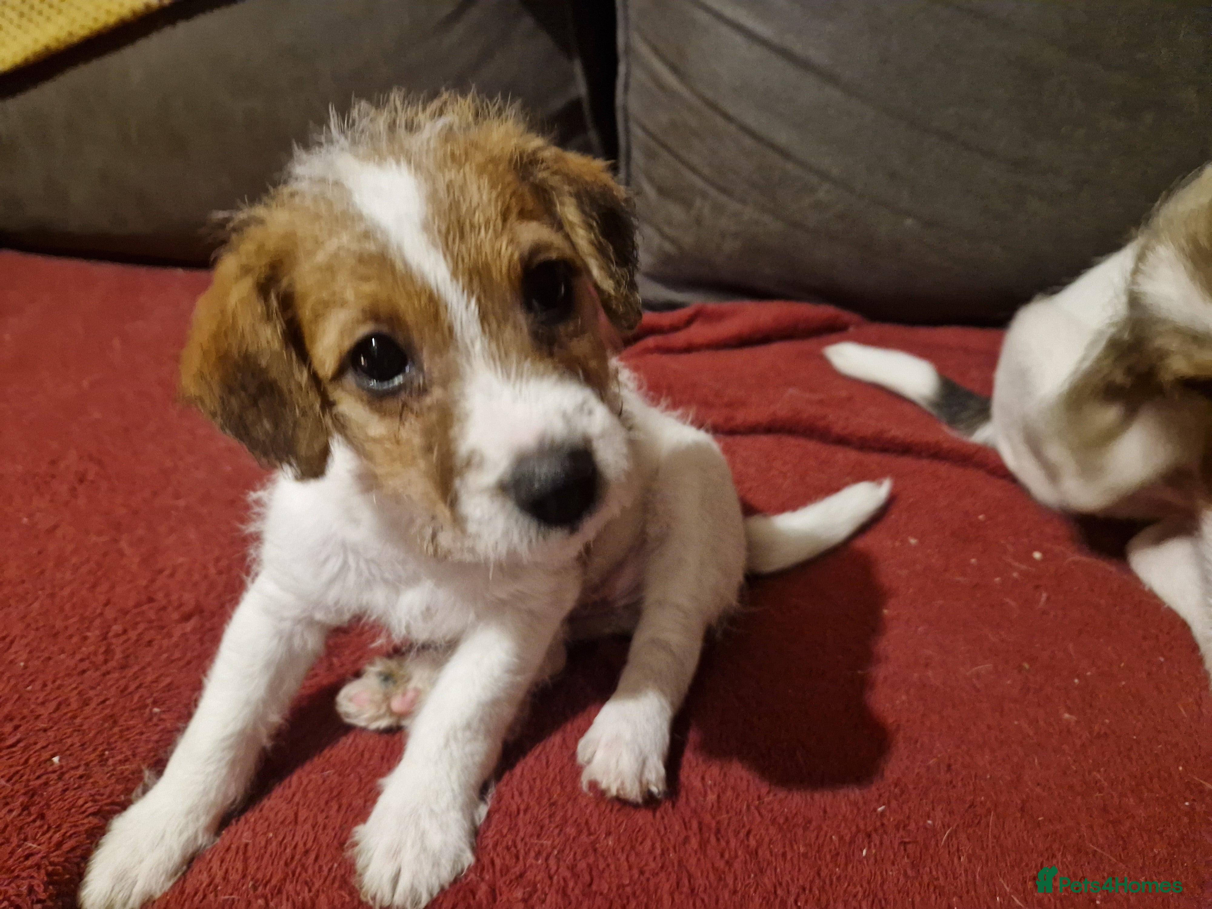 Jack Russell dogs 5 beautiful jack russell puppies - Advert 5