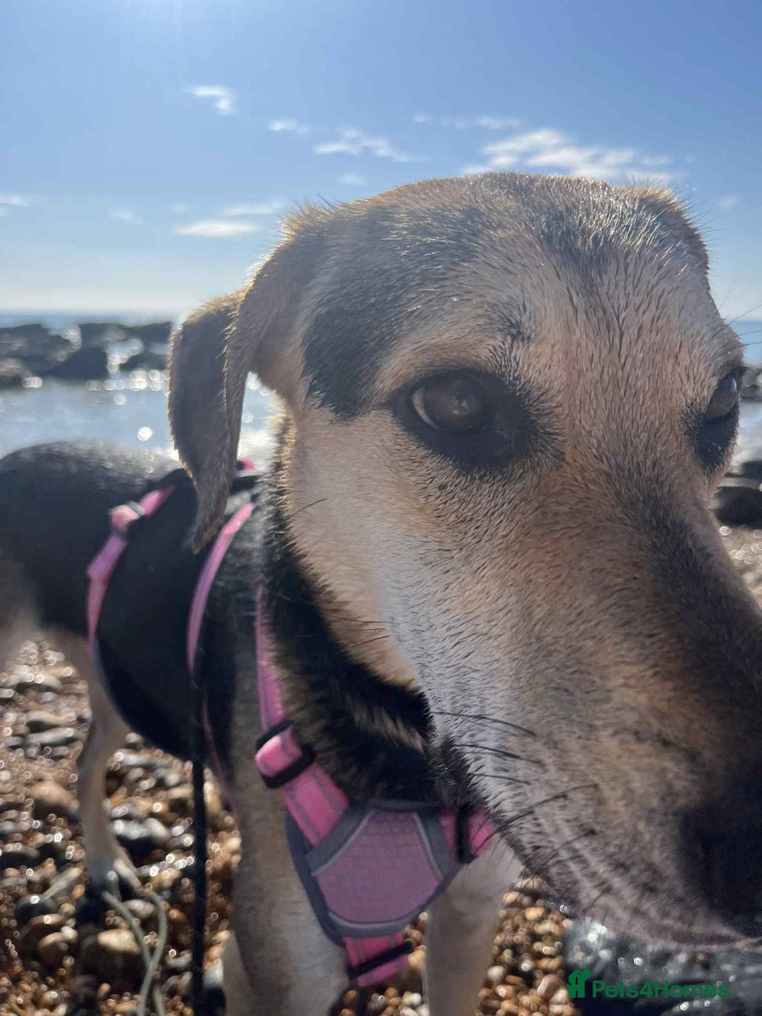 Mixed Breed dogs for adoption: Caleb – I year old, Handsome Hound Mix Boy 💙 - Image 6