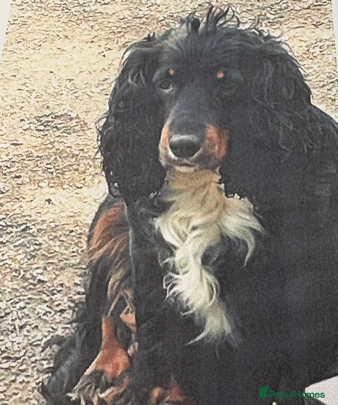 Cockapoo dogs for sale: Adorable, Playful Blue Merle Cockerpoo Puppy - Advert 5