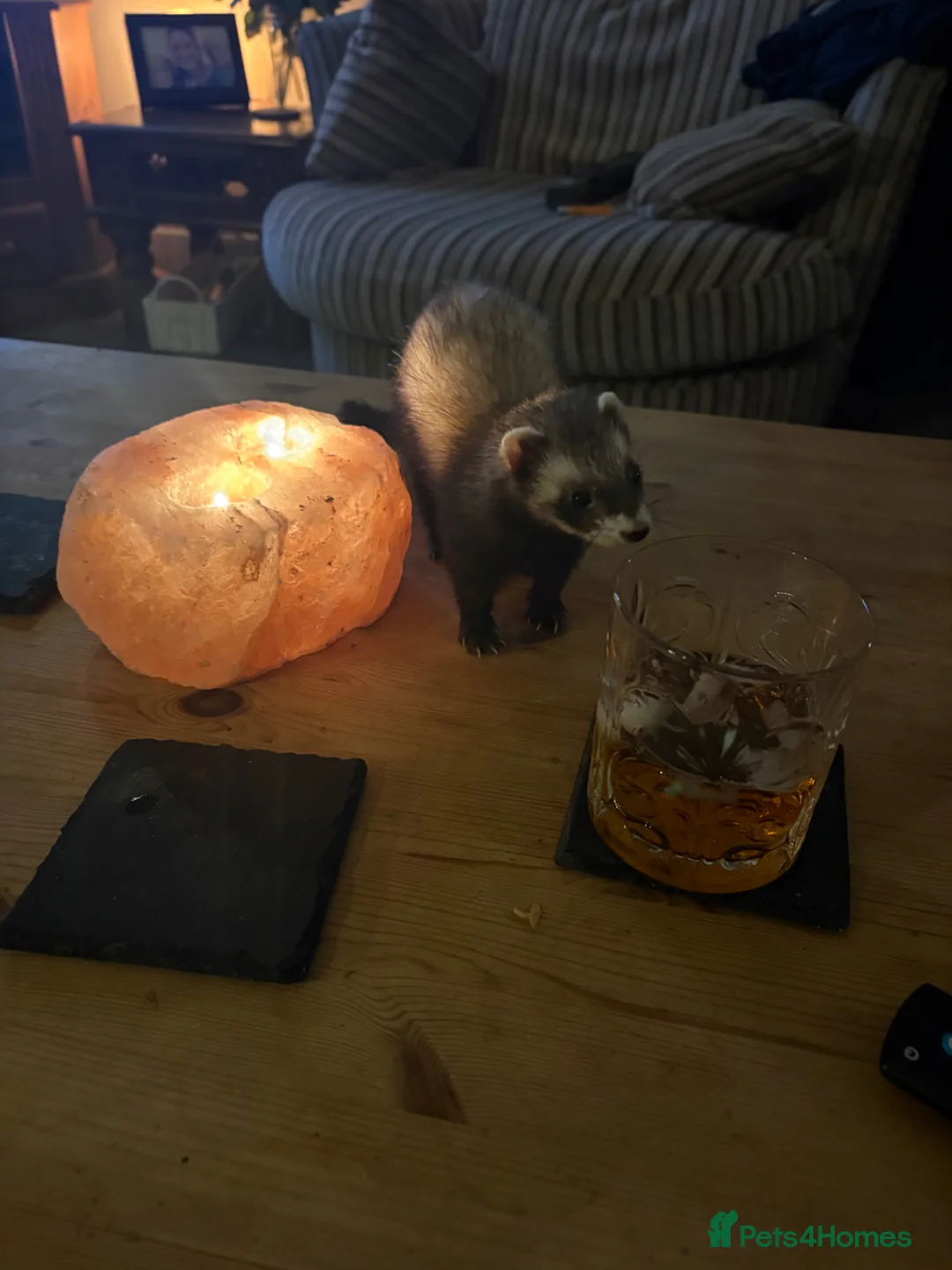 Ferret rodents for sale: Miniature ferret  in Whitland - Advert 2