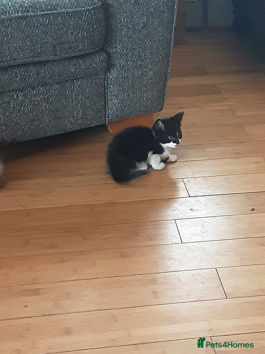 Domestic Shorthair cats for sale: Lovely short-haired kittens - Image 3