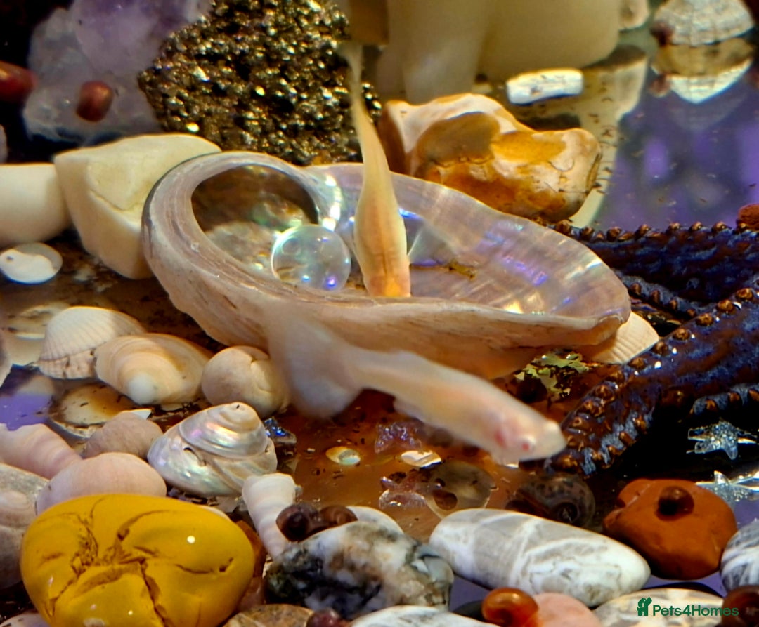 Bettas fish for sale: topaz guppies albino mix - Advert 9