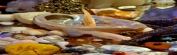 Bettas fish for sale: topaz guppies albino mix - Advert 9