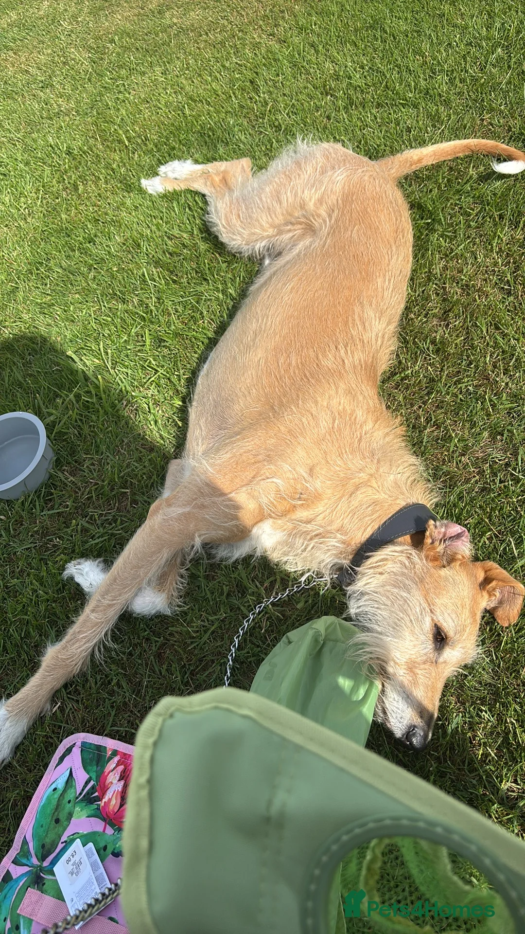 Lurcher dogs for sale: Milo  in Darlington - Advert 1