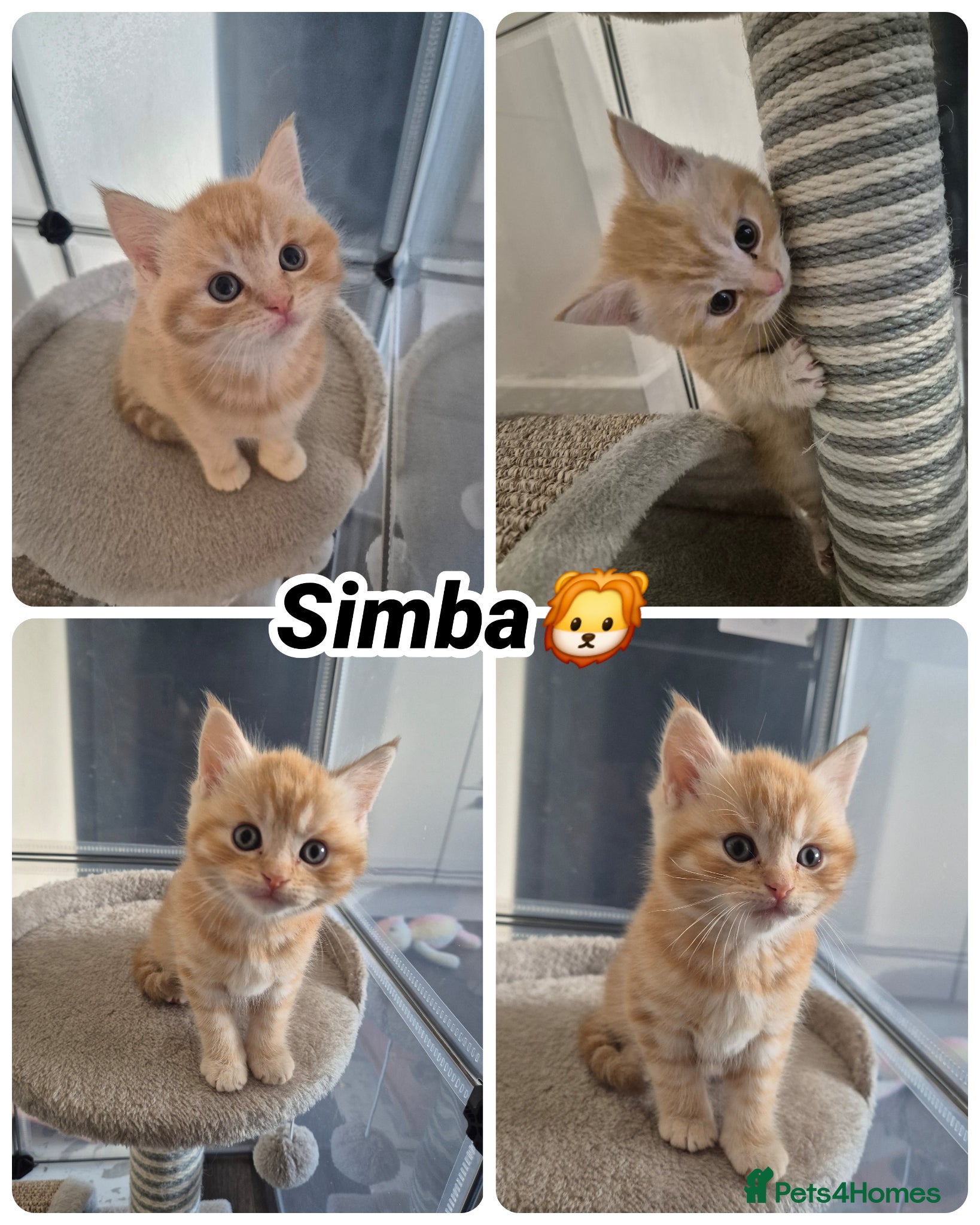 Mixed Breed cats Maine coon X BSH Kittens - Advert 1