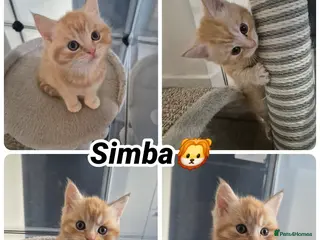 Mixed Breed cats Maine coon X BSH Kittens - Advert 8