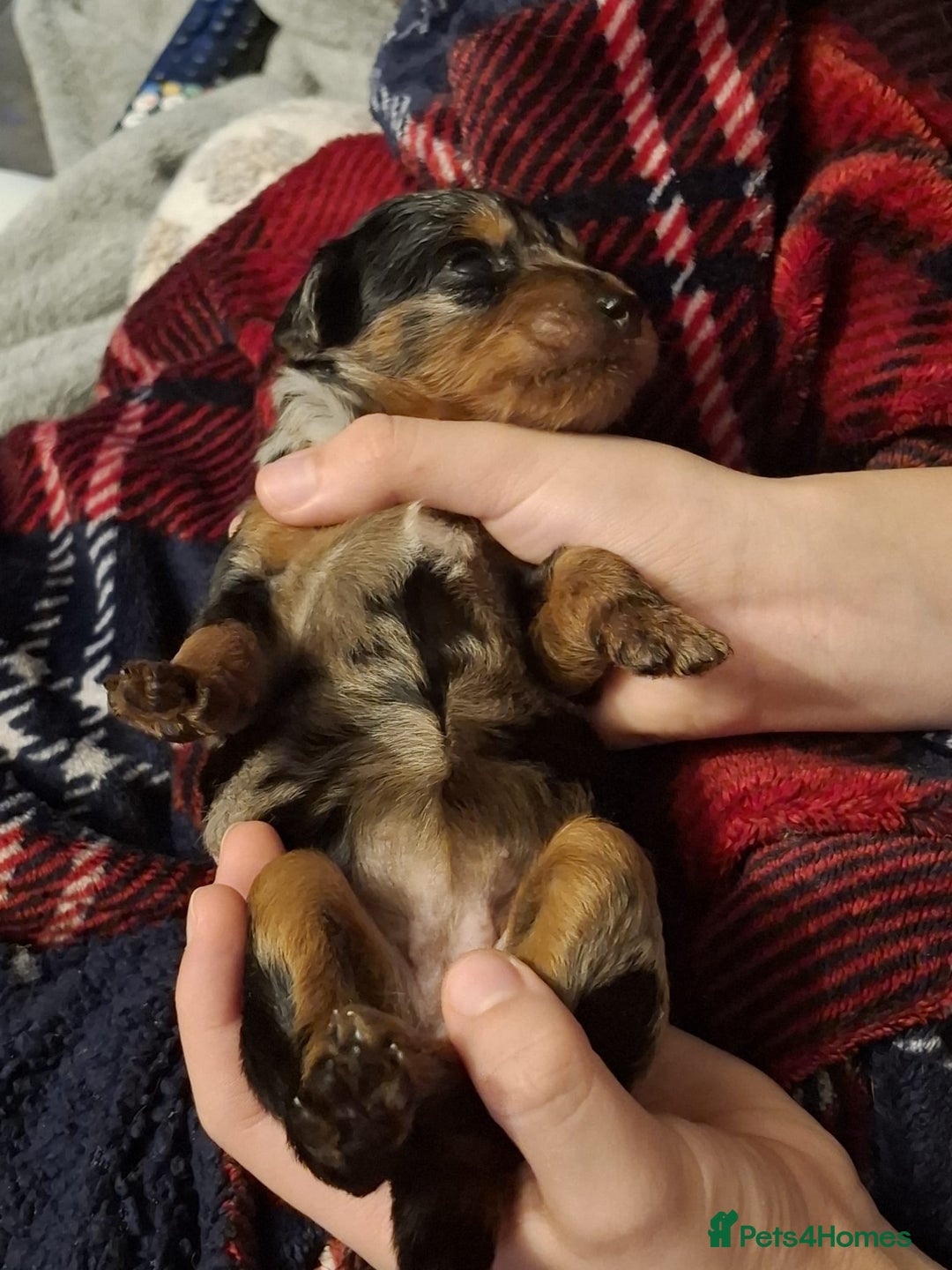 Mixed Breed dogs for sale: F1b health tested Rottiepoo puppies - Advert 9