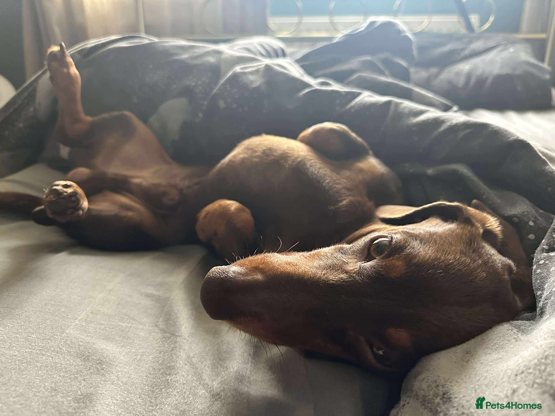 Dachshund dogs for stud: Standard Choc Dachshund, Reduced Fee Until Proven - Image 8