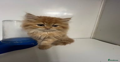 Persian cats - Advert 5