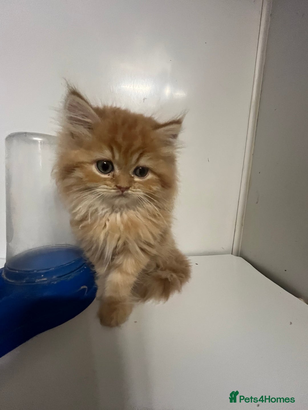 Persian cats for sale: Golden Chinchilla Persians Kittens  - Image 2
