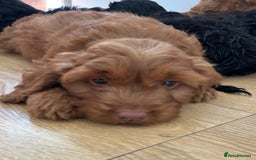 Cockapoo dogs for sale: Beautiful miniature Teddybear Cockerpoos puppies  - Image 5