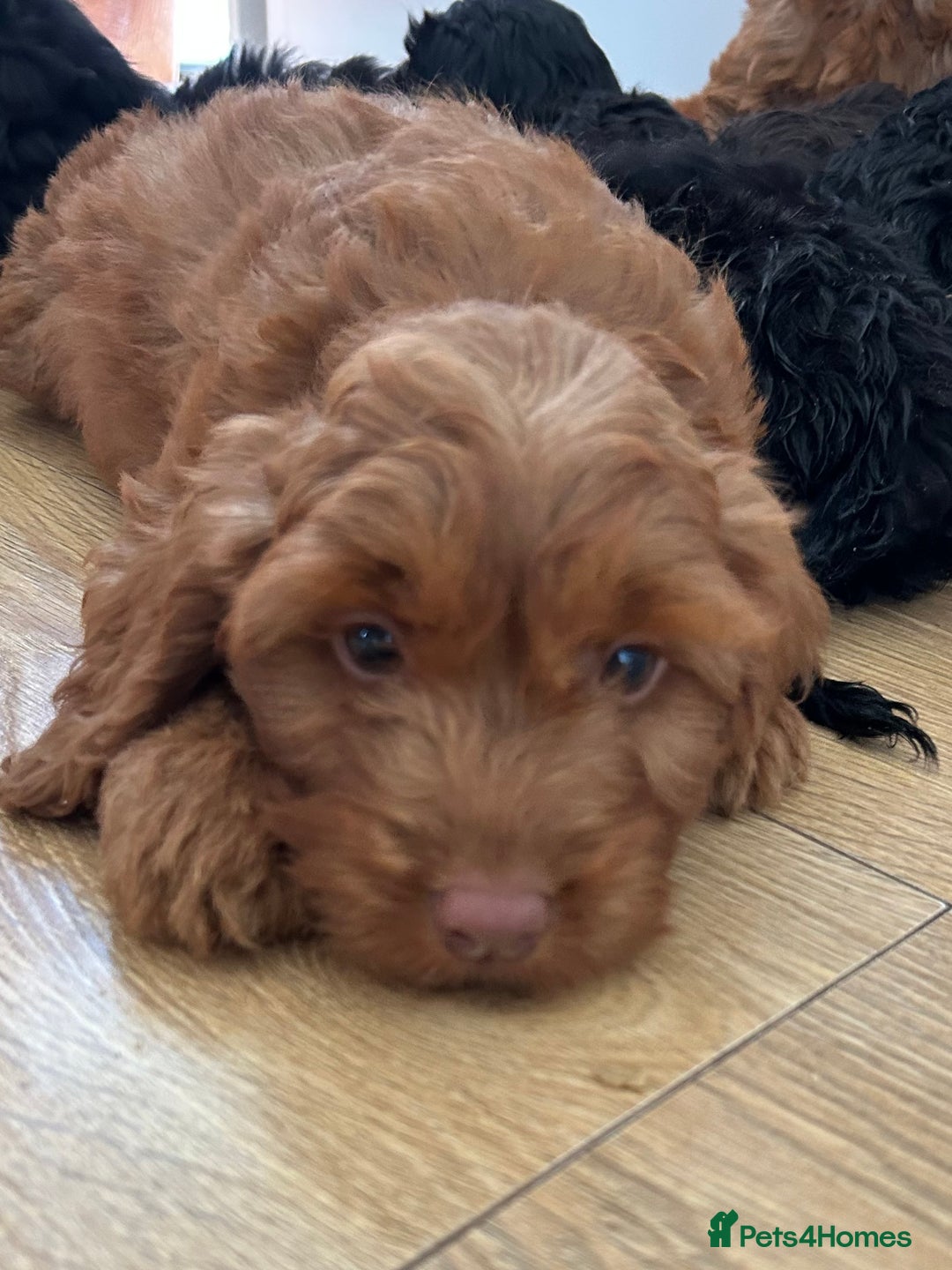 Cockapoo dogs for sale: Beautiful miniature Teddybear Cockerpoos puppies  - Image 5