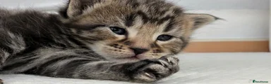 Maine Coon 3