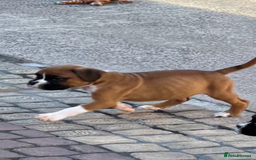 Boxer dogs for sale: Boxer pups  - Image 21