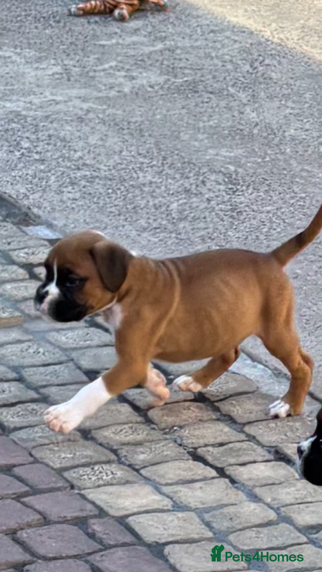 Boxer dogs for sale: Boxer pups  - Image 21