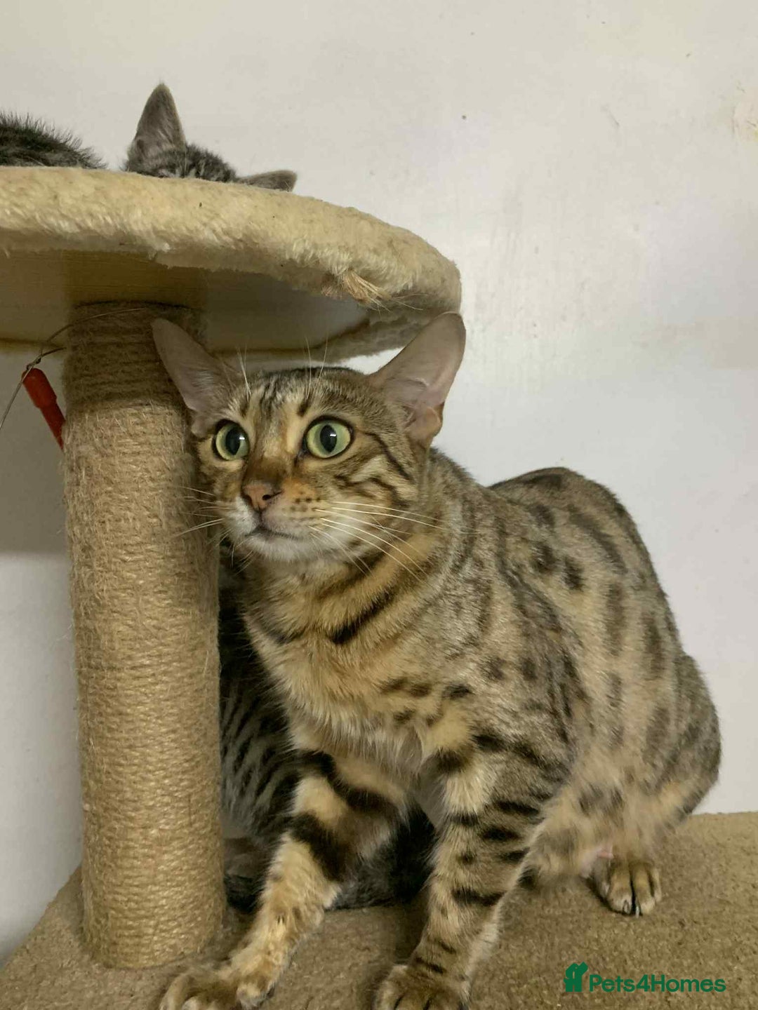 Bengal cats for sale: BEAUTIFUL HALF BENGAL KITTENS - Image 11