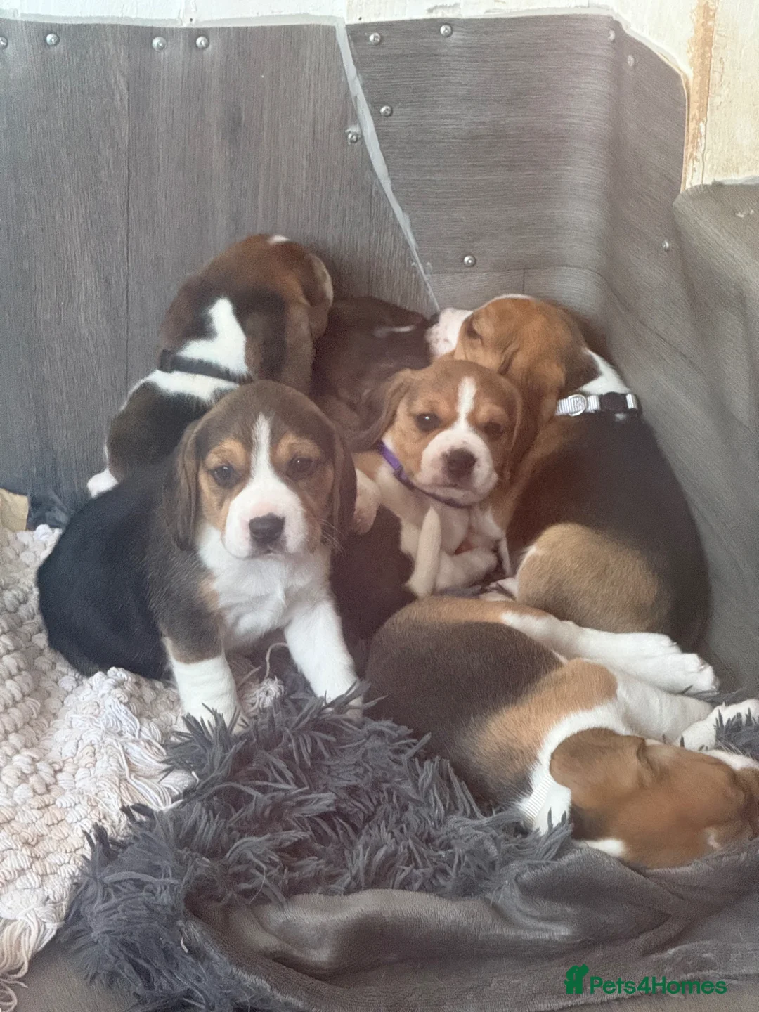 Beagle dogs for sale: 6 Beautiful Beagle girls available for sale - Advert 2