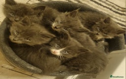 Mixed Breed cats for sale: 5 cute gray long-haired kittens for sale - Image 1
