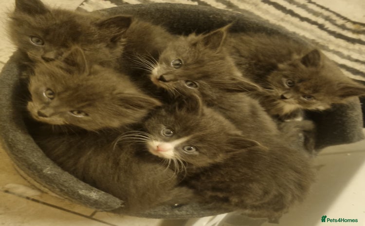 Mixed Breed cats - Advert 14