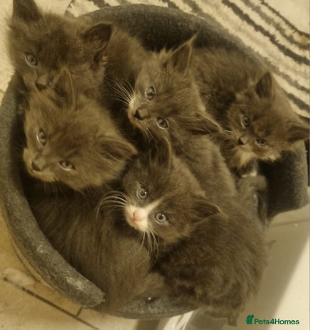 Mixed Breed cats - Advert 16