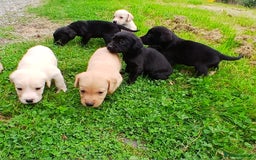 Cockerdor dogs for sale: Gorgeous cockador Puppies - Image 14