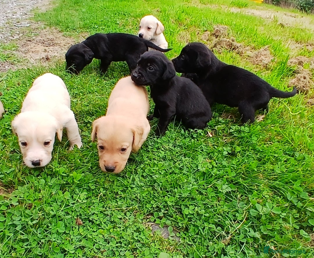 Cockerdor dogs for sale: Gorgeous cockador Puppies - Image 14