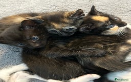 Mixed Breed cats for sale: 6 beautiful kittens ready now (4 left) - Image 8