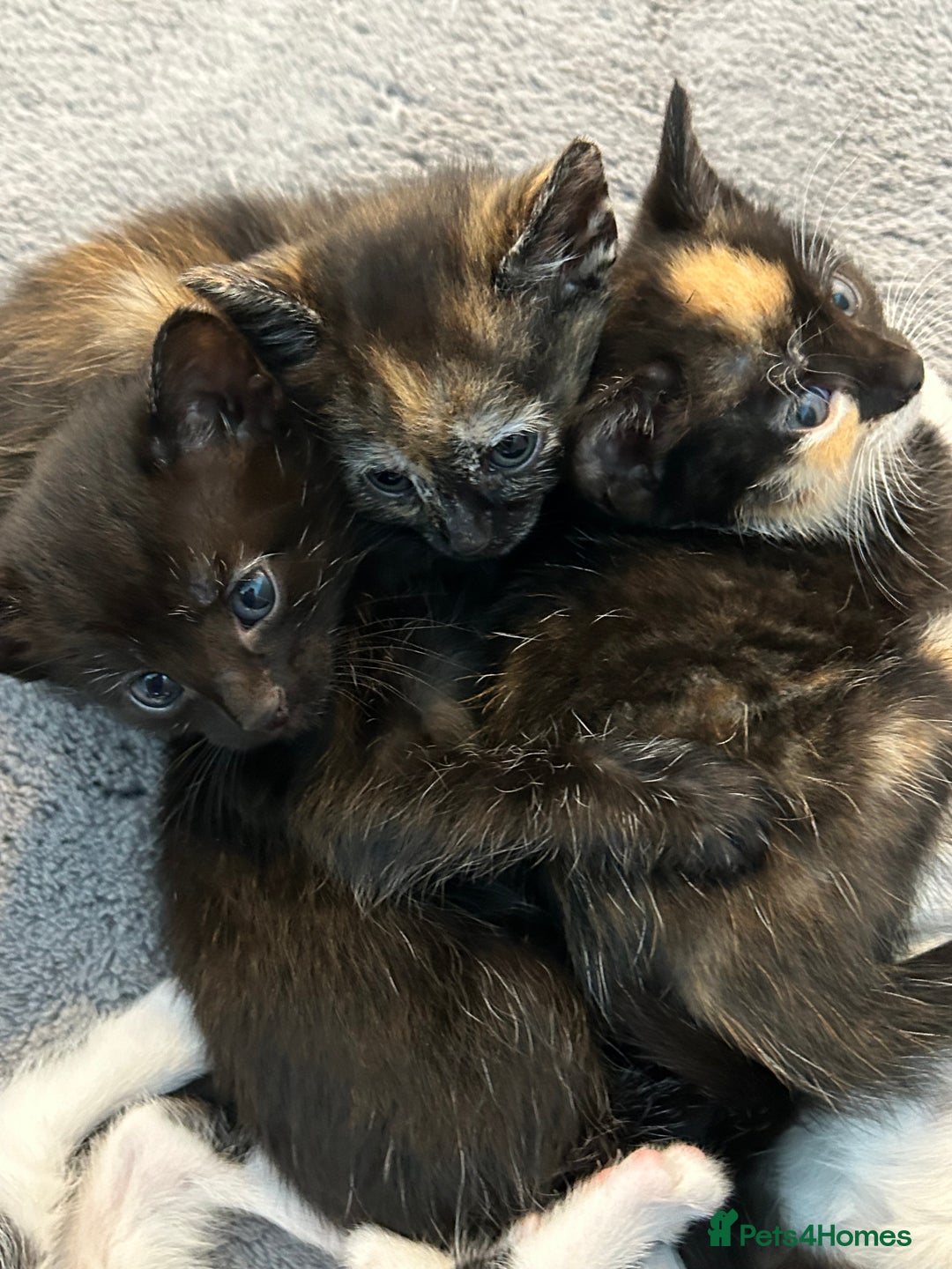 Mixed Breed cats for sale: 6 beautiful kittens ready now (4 left) - Image 8