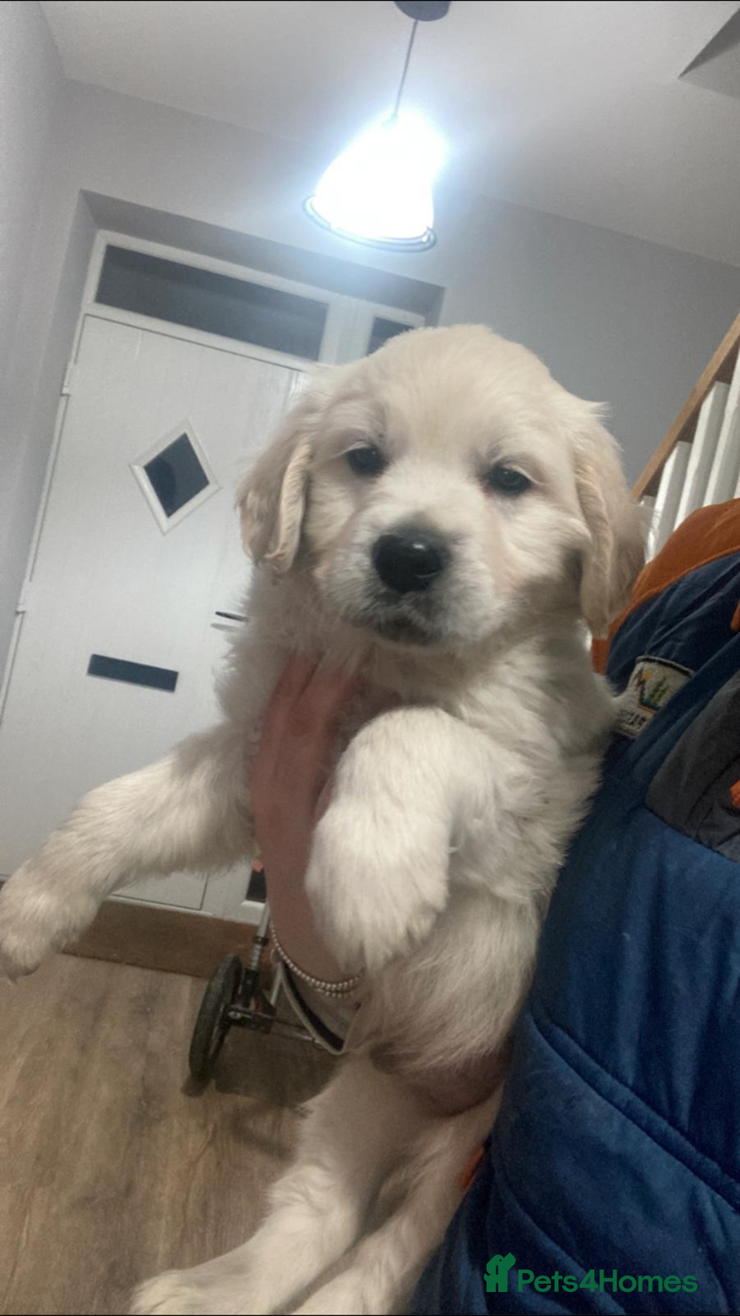 Golden Retriever dogs for sale: Stunning golden retriever puppies   - Image 9