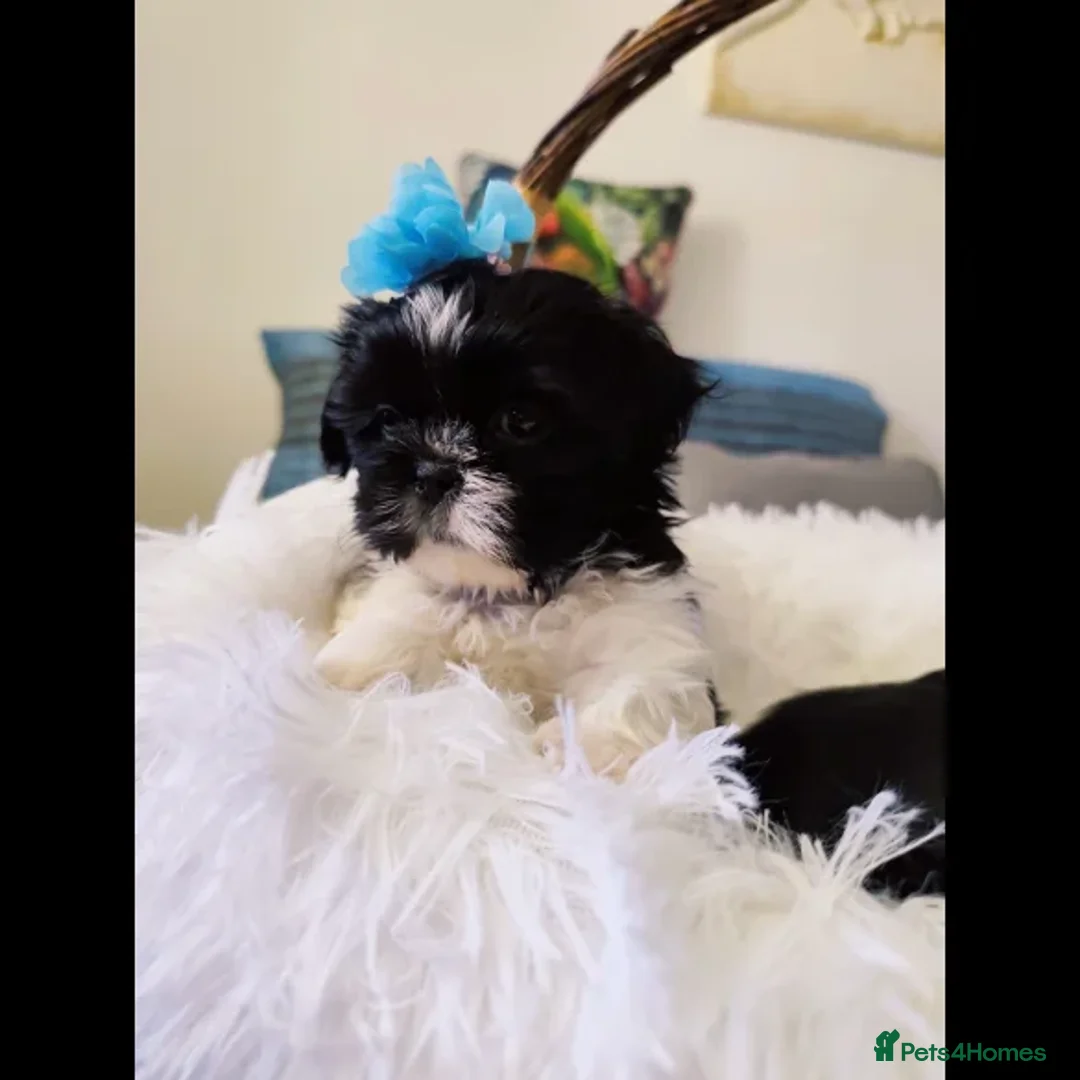 Shih Tzu dogs for sale: Shih Tzu puppies - Image 3