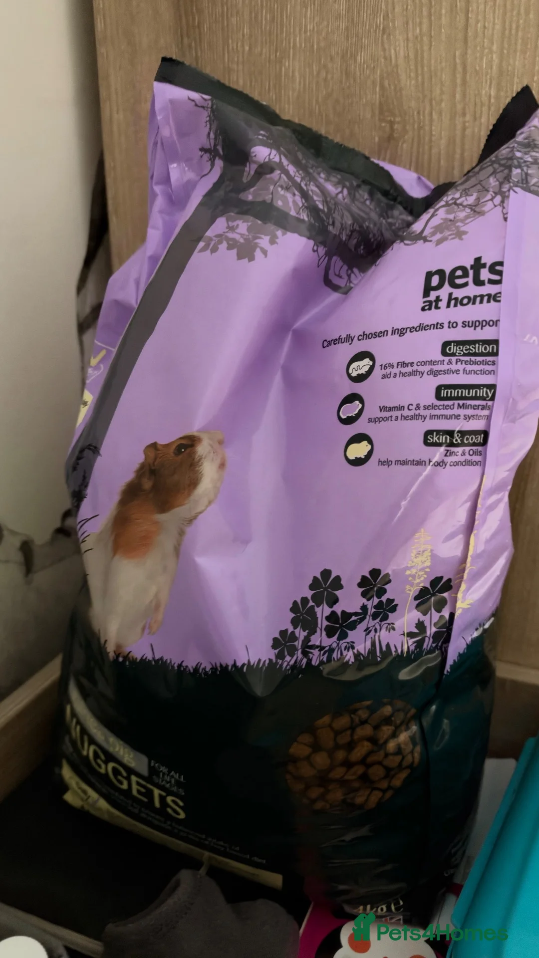 Guinea Pig rodents for sale: 2 male guinea pigs  in Newport - Advert 7