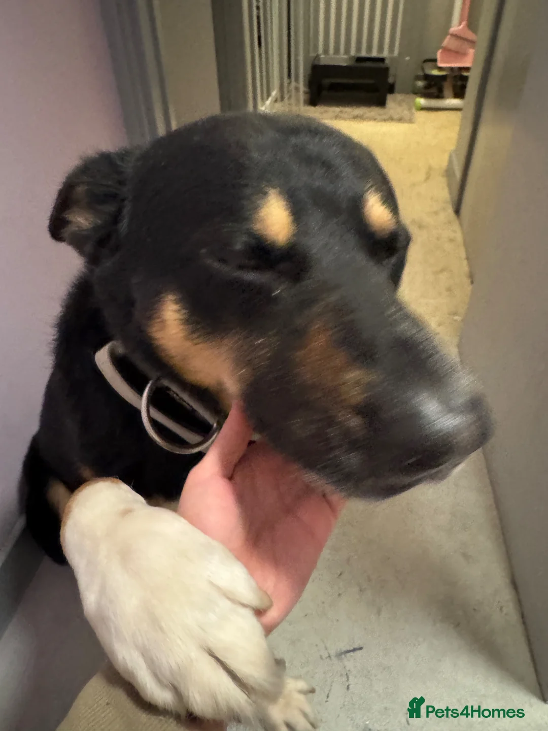 Mixed Breed dogs for stud: Stud - Robbie - German Shepherd x Rottweiler  in Southampton - Advert 4