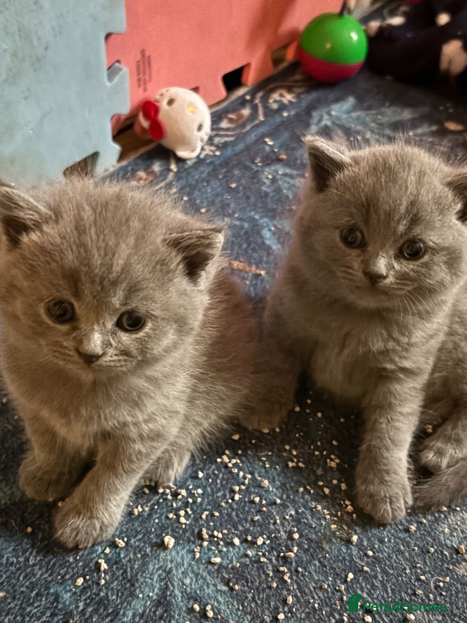 British Shorthair cats Beautiful Blue British Shorthair kittens  - Advert 2
