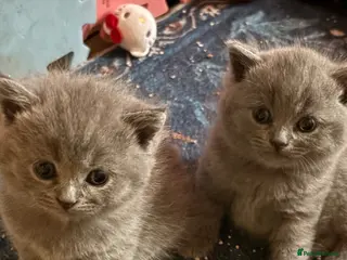 British Shorthair cats Beautiful Blue British Shorthair kittens - Advert 2