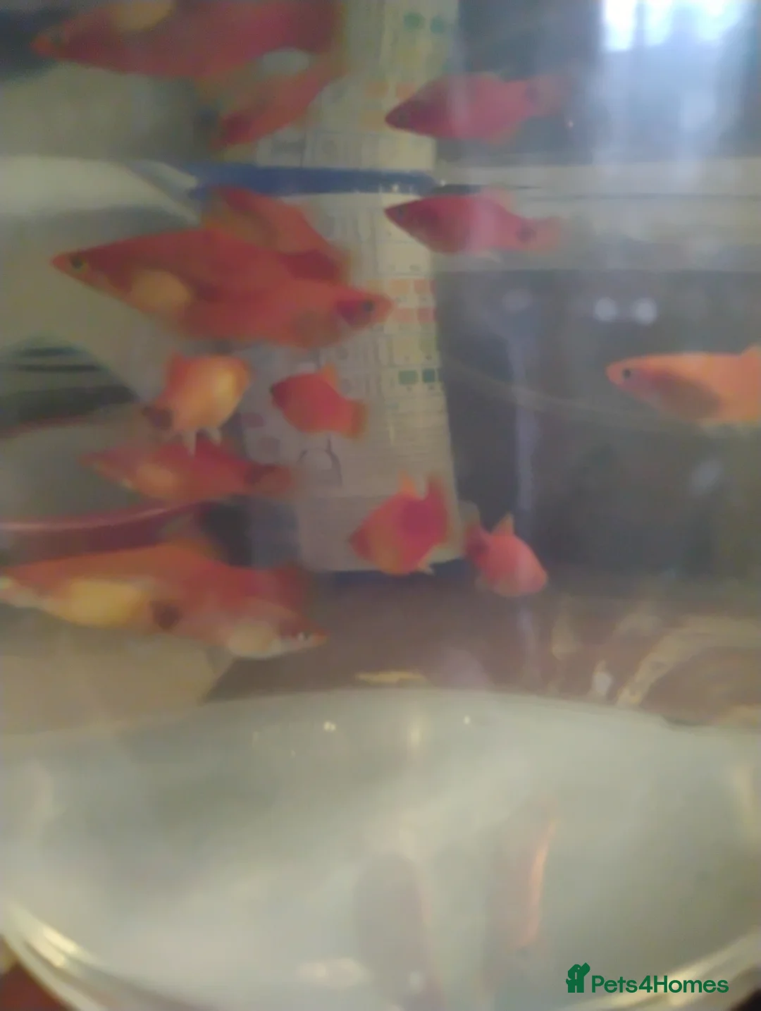 Mollies fish for sale: Mollies/a few platys maybe in Bromyard - Advert 4
