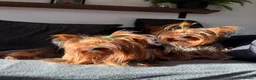 Yorkshire Terrier dogs for stud: Toy Yorkshire terrier boy stud  - Advert 7