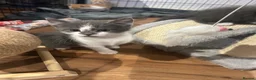 Mixed Breed cats for sale: Playful kittens for sale - Advert 13