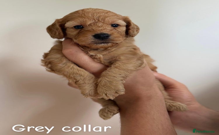 Cockapoo dogs - Advert 3