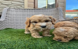 Cockapoo dogs for sale: F1 pra clear Cockapoos  - Advert 4