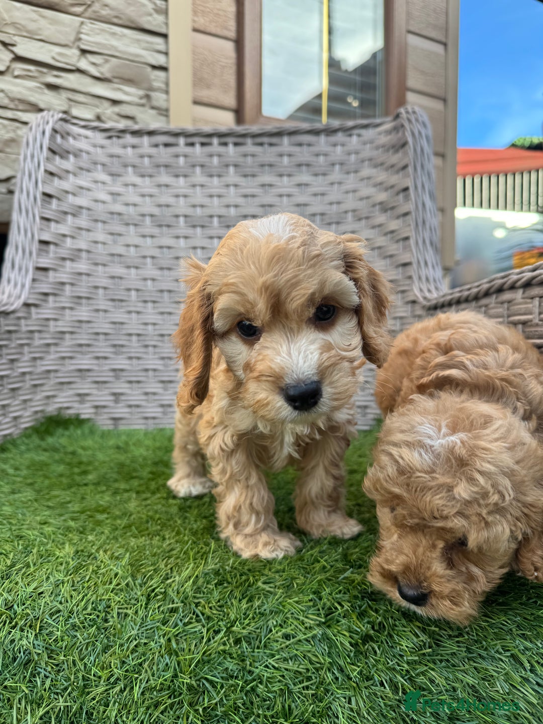 Cockapoo dogs for sale: F1 pra clear Cockapoos  - Advert 4