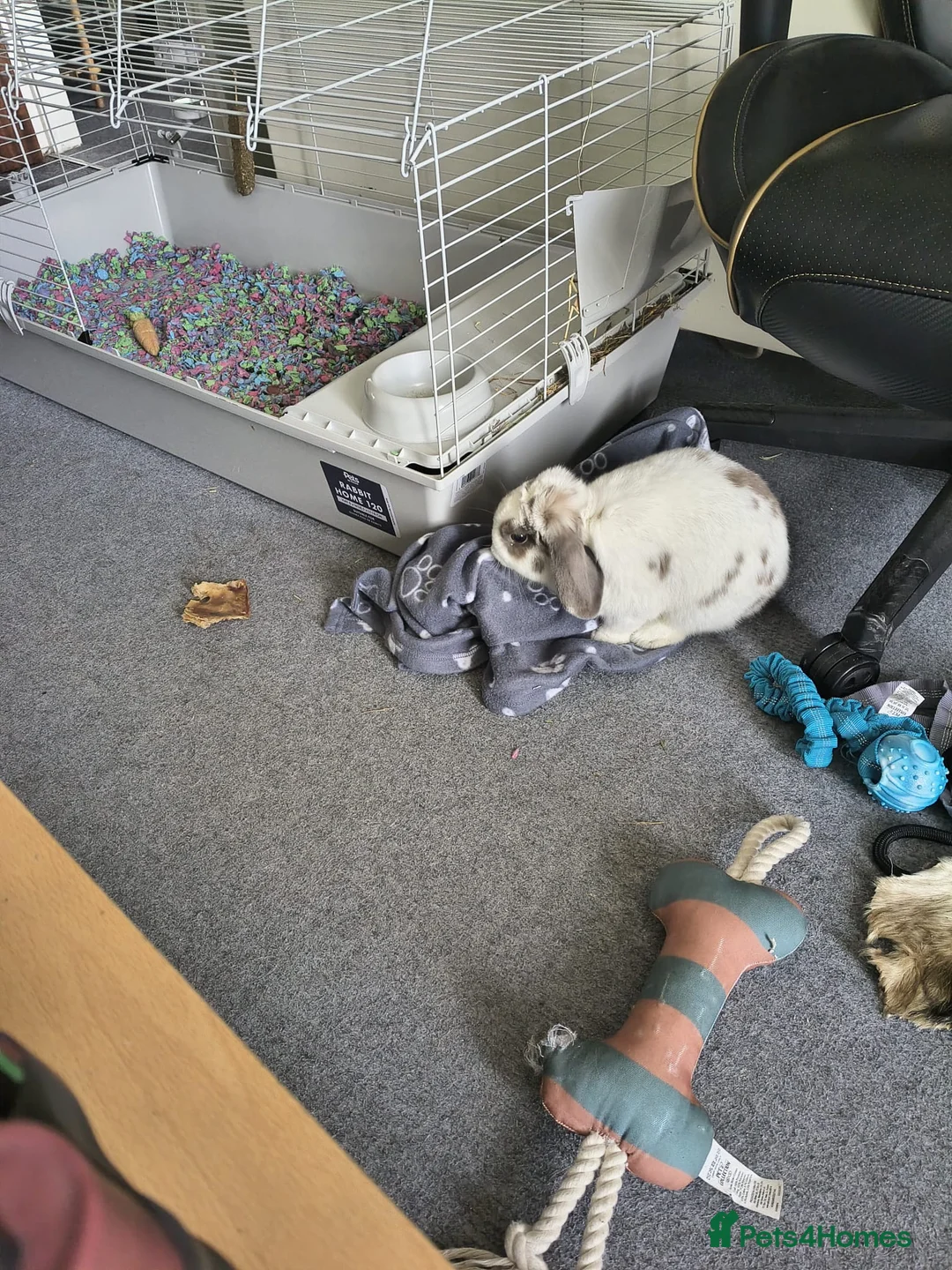 Mini Lop rabbits for sale: Male rabbit  in Milton Keynes - Advert 5
