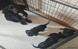 Cocker Spaniel dogs for sale: Cocker spaniel pups - Image 4