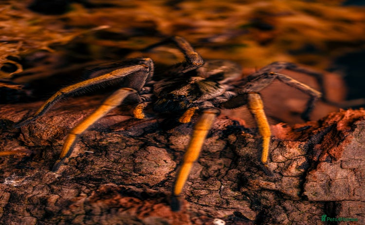 Spiders invertebrates - Advert 1