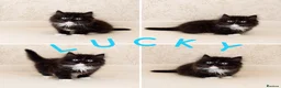 Persian cats for sale: 2 LEFT Rare PERSIAN Munchkin Minuet Kittens  - Advert 6