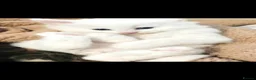 Turkish Angora cats for sale: Turkish angora kittens - Advert 6