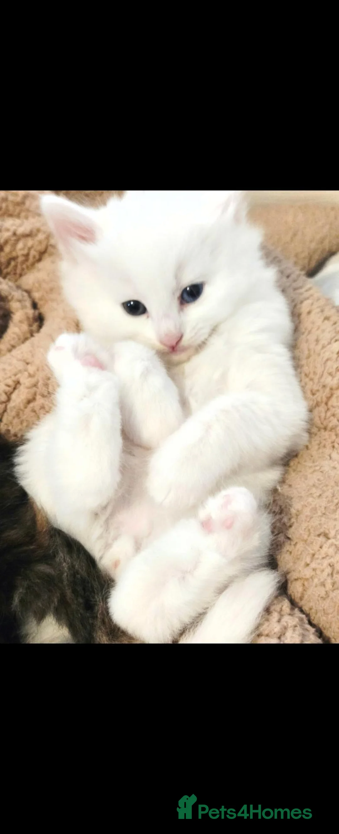 Turkish Angora cats for sale: Turkish angora kittens - Advert 6